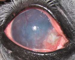 Plattenepithelkarzinom Hornhaut